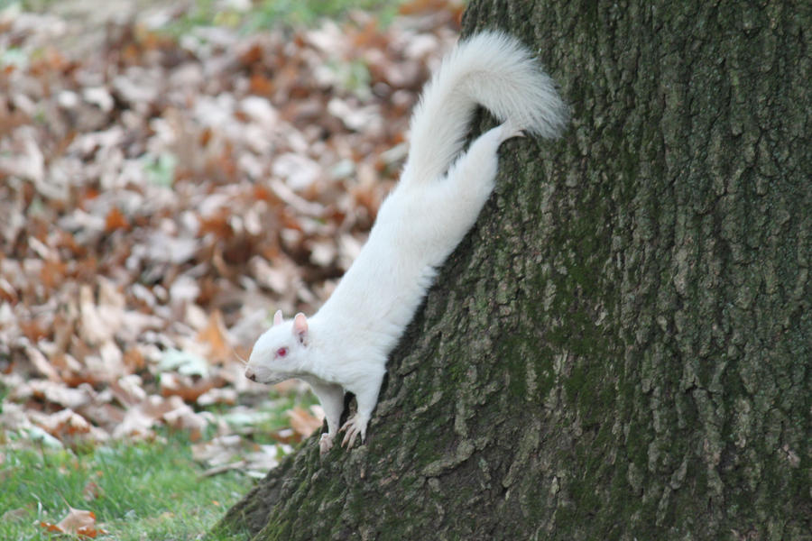 Snow White Squirrel