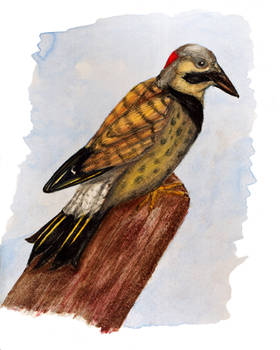 Northern Flicker