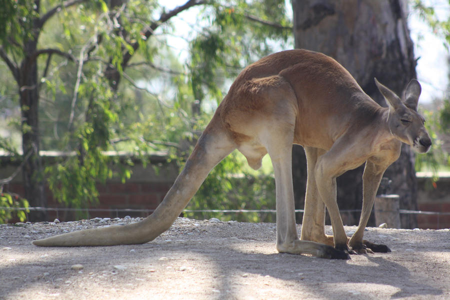 Kangaroo Rng Rangaroo by SkApprentice on DeviantArt