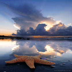 Starfish by foureyes