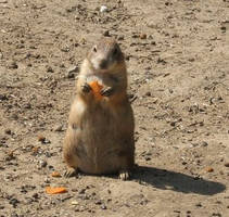 SquirrelOfChaos: Mmm, carrot