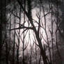 Dark Forest