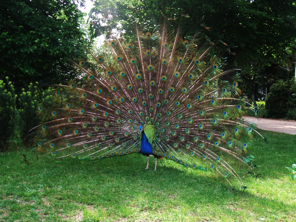 Peacock Stock