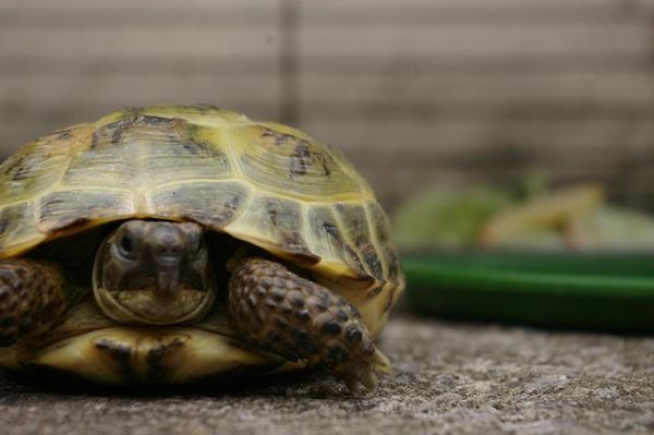 shelly, my tortoise