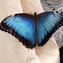 A blue beauty: The Blue Morpho 