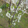 white flowers