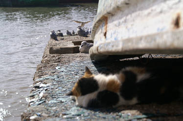 Cats amongst the gulls