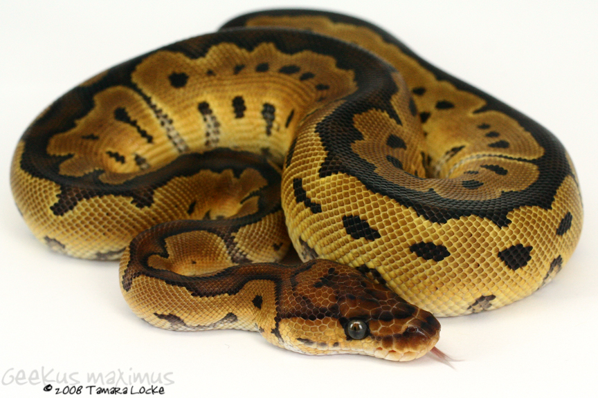 Ball Python 3 by Geekusmaximus on DeviantArt