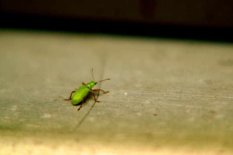 Long Buggin buggin' by natethan on DeviantArt