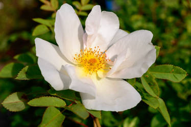 Rosa Nevada