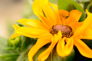 Rudbeckia hirta