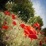 lulled near a bed of poppies