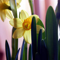 in time of daffodils