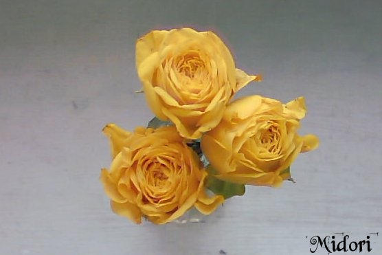 Yelow roses by MidoriRose on DeviantArt