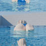 Wikiniapl in swimming pool 5