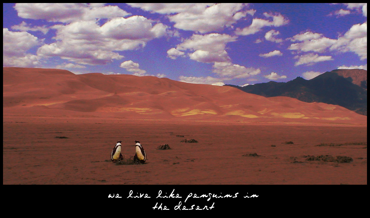 .:Penguins in the Desert:.