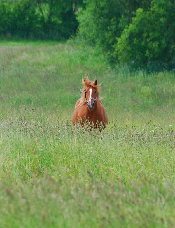 Portrait of horse