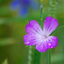 Droppy violet flower...