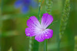 Droppy violet flower... by gaidele