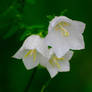 White bell-flowers...