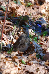 Song-thrush