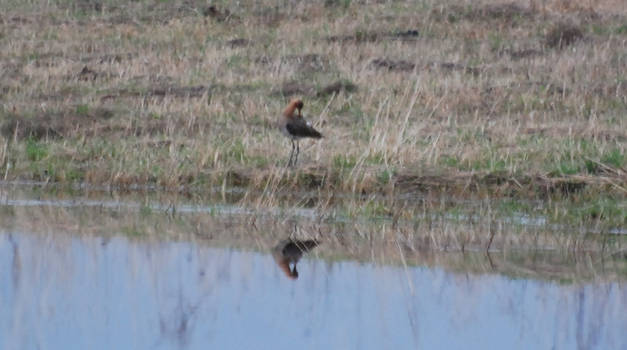 Black-tailed Godwit