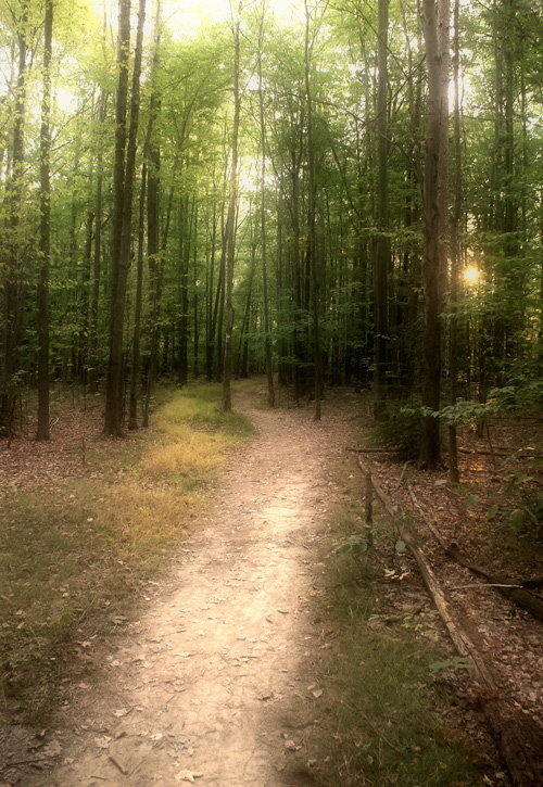 Forest Path