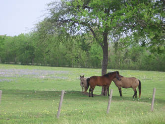 2 horses, a donkey and a tree