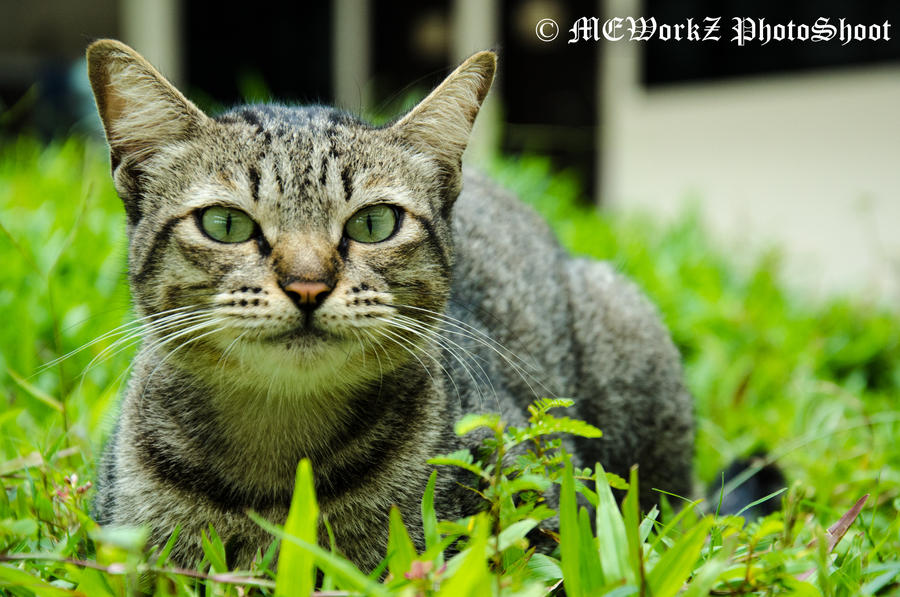 Stripes *Animal Portrait*