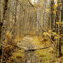 Autumn forest brook