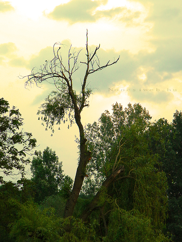 Branches