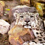 Snow Leopard