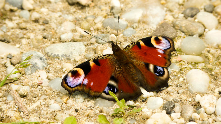 Saturniidae