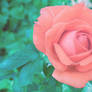 Rose dream
