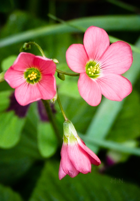 Oxalis