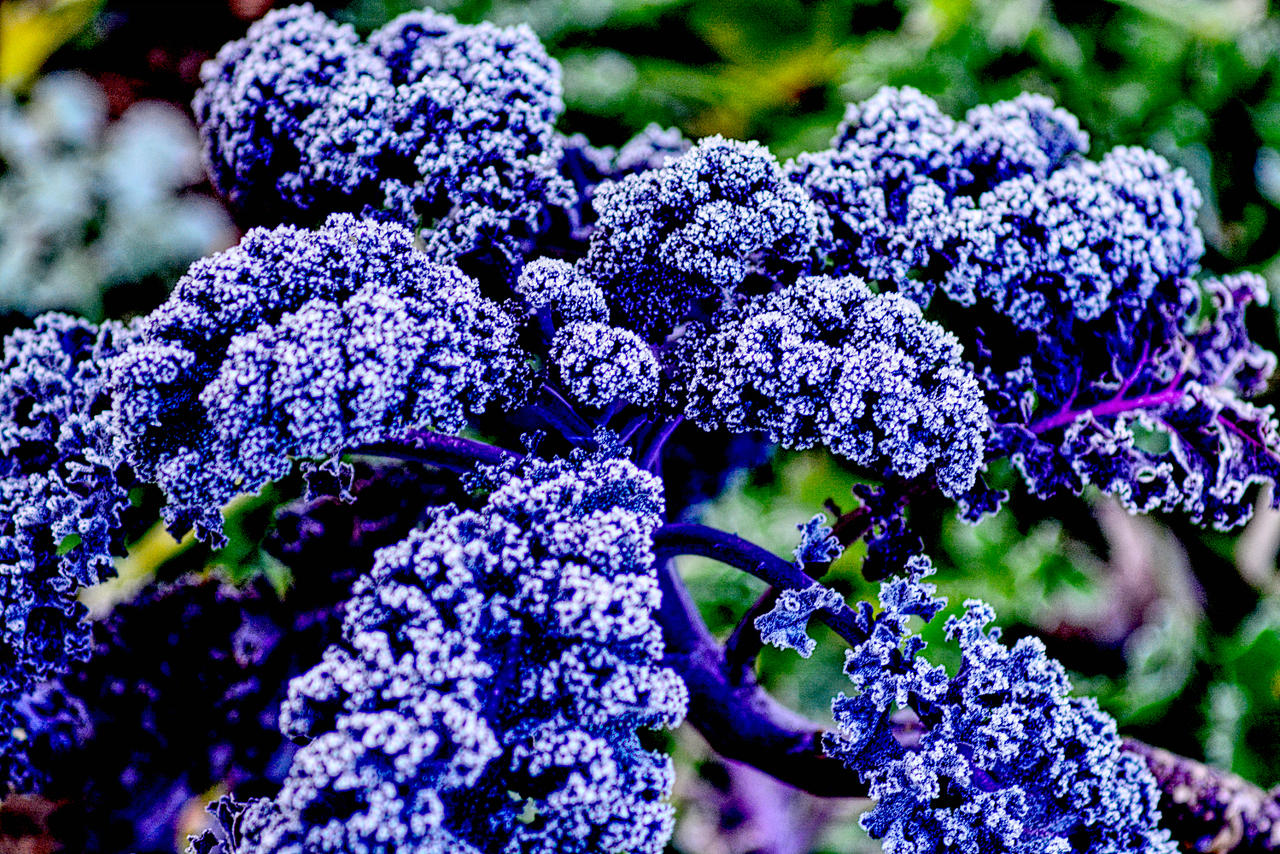 chou by lpx24 on DeviantArt