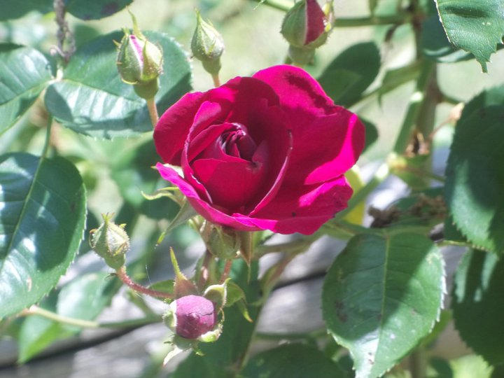 Maroon Pink Rose by BlueberryBoobear on DeviantArt