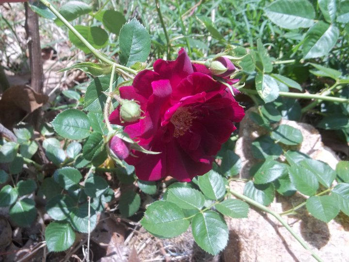 Maroon Pink Rose with Leaves by BlueberryBoobear on DeviantArt