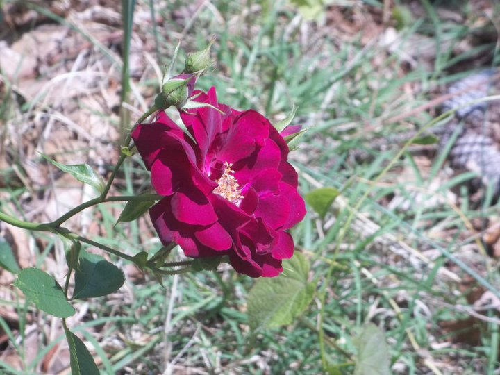 Maroon Pink Rose with Buds by BlueberryBoobear on DeviantArt
