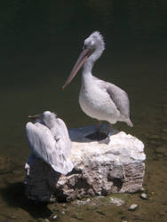 pelicans