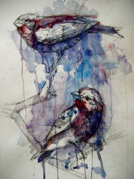 Purple Finches