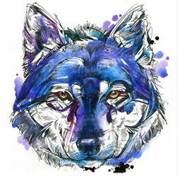 Indigo Wolf