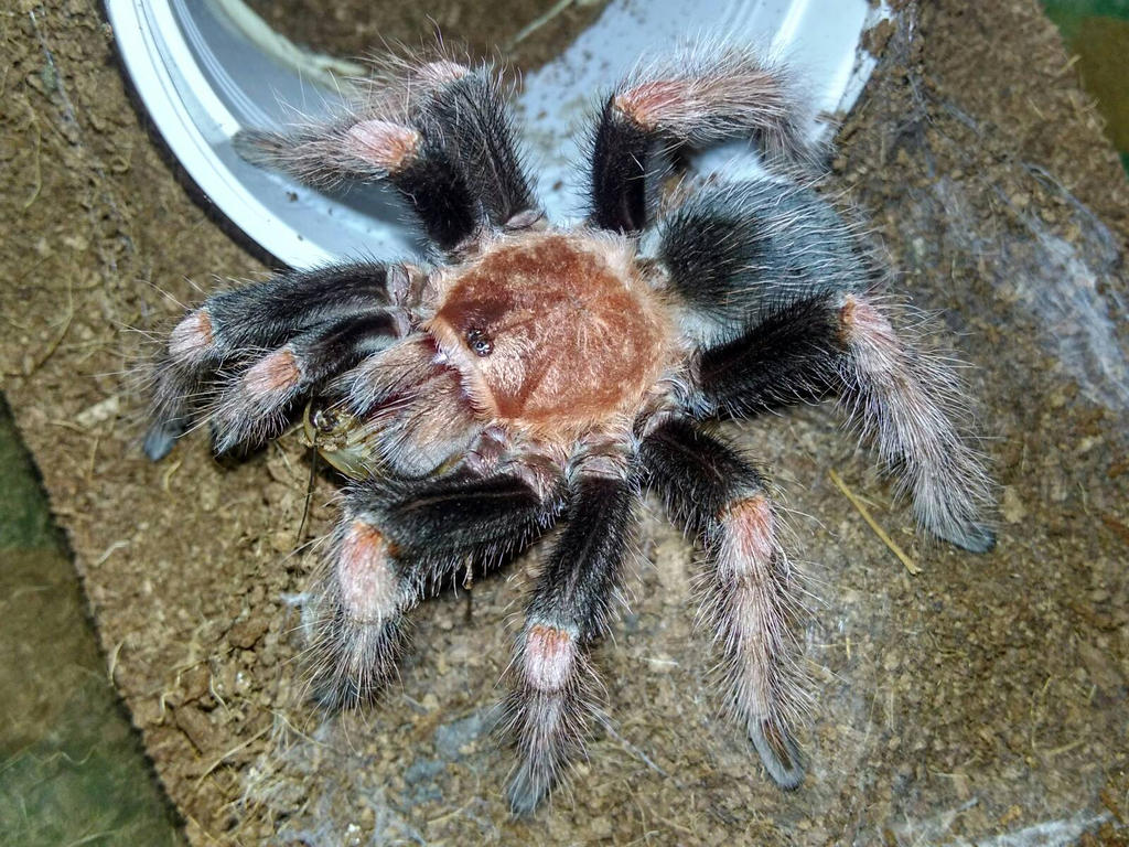 Brachypelma boehmei by TSnaps on DeviantArt