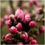 Spring in Beijing by frk-kalbakk