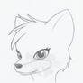 Pretty Fox Sketch