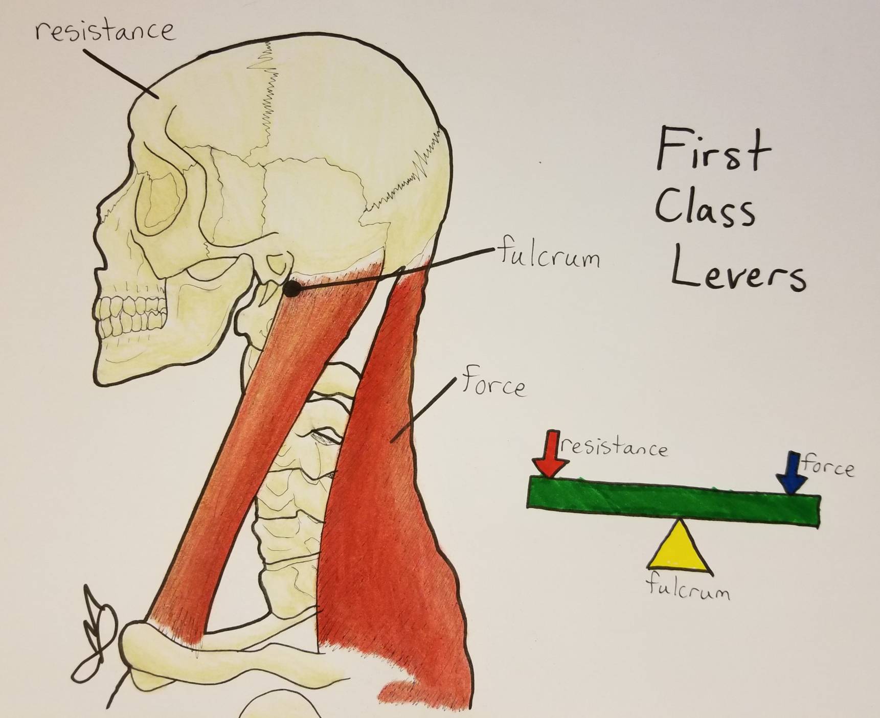 First Class Lever Diagram