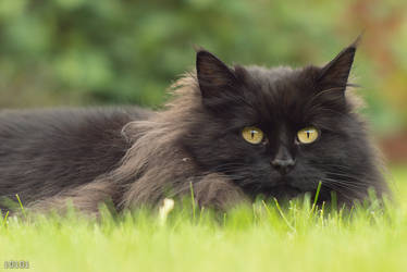 Catface. In Grass. Again.