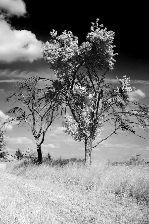 IR Trees