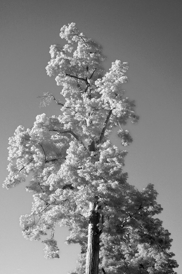 White Leaves and a bright Sky 1