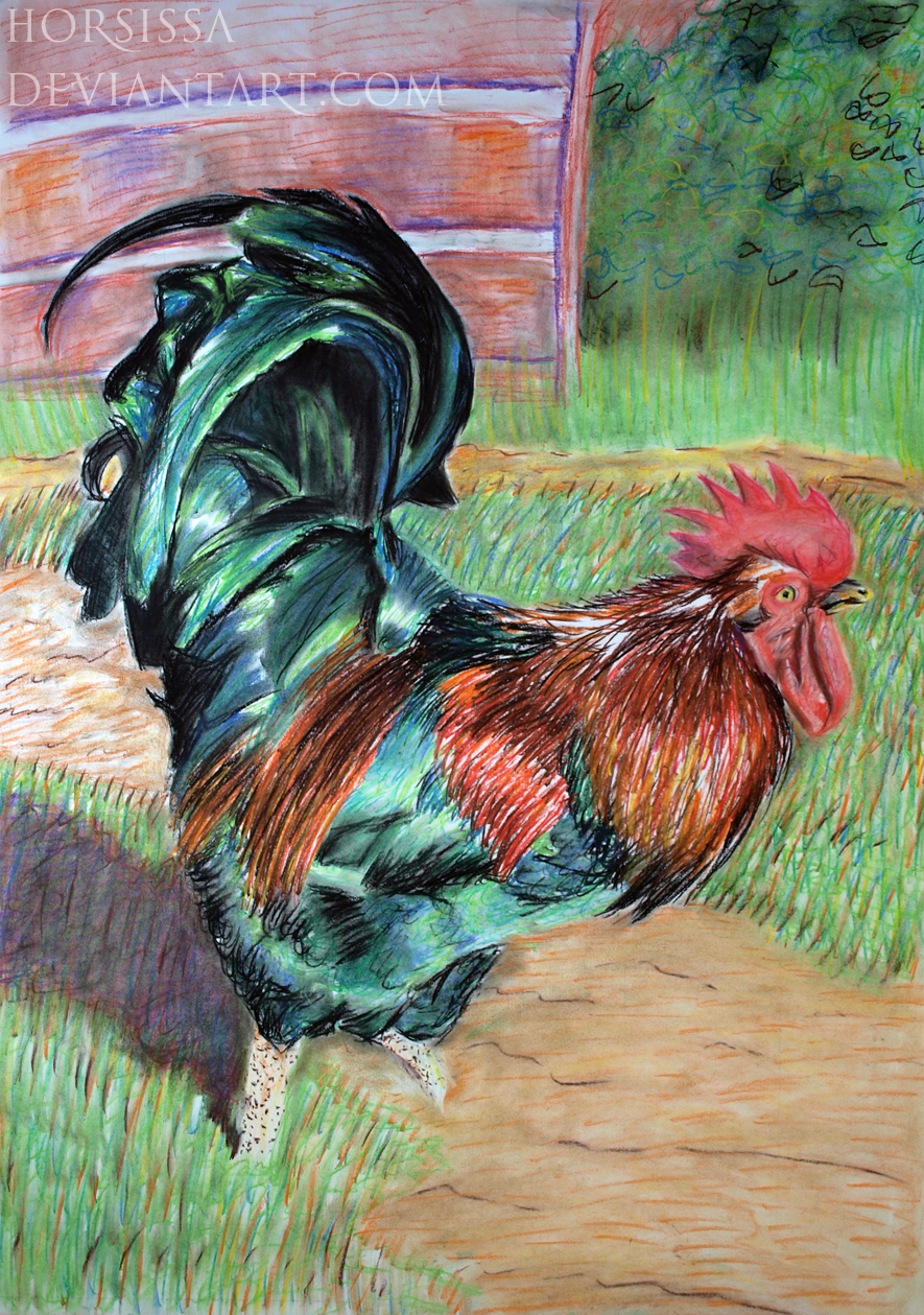 Rooster